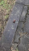 セミの幼虫
