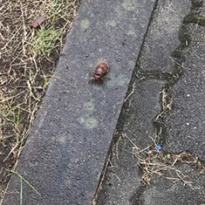 セミの幼虫